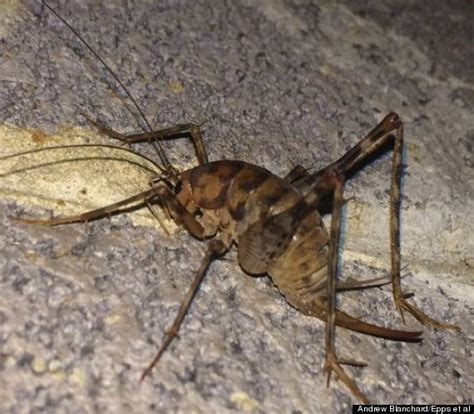 I did not know much about camel cricket. 'Nightmarish,' Cannibalistic Cricket Invading Eastern U.S ...