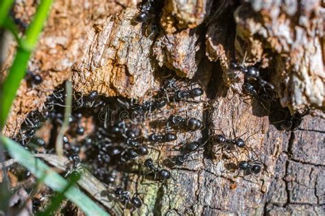 Ant Nest In A Tree Trunk With Many Ants At The Entrance Stock Photo