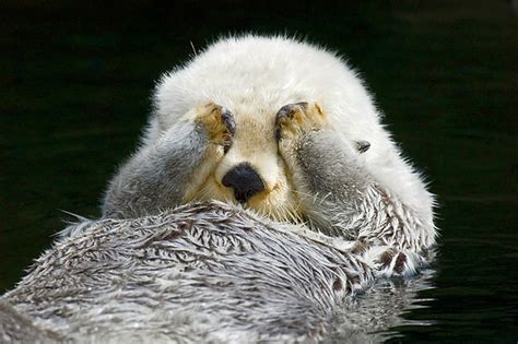 Close Up Of Sea Otter Floating On Back Covering Eyes With Paws