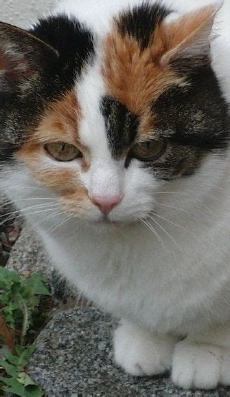 The Calico Cat Cat Breeds Encyclopedia Cat Breeds