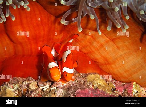 Pair Of Clown Anemonefish Amphiprion Percula Tending Eggs Laid At