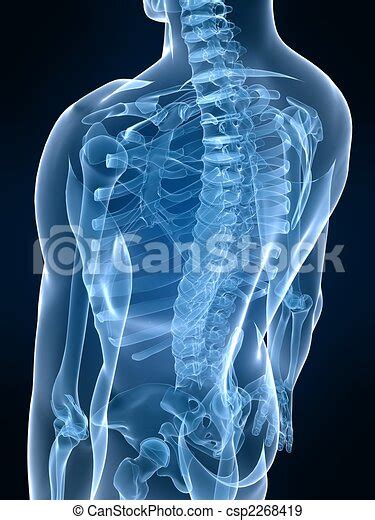 Skeletal Back 3d Rendered Illustration Of A Human Skeleton Backside
