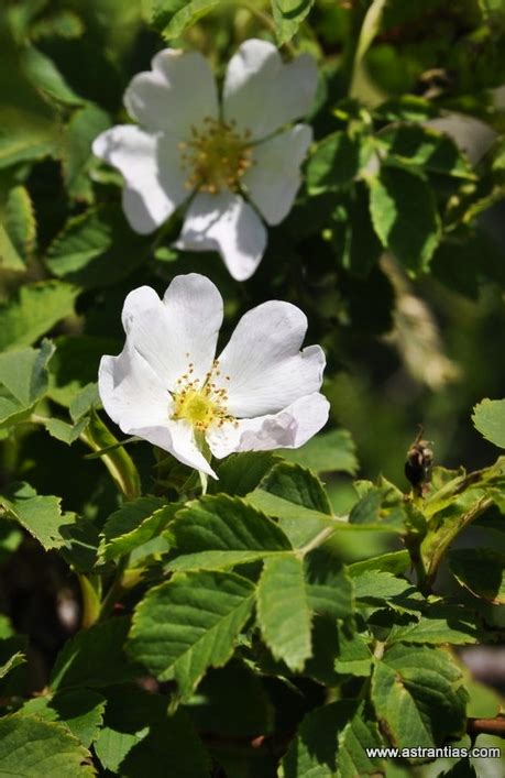 Rosa abietina - Tannen-Rose - Bio-Wildrosen - Bio-Wildbeeren - Bio ...