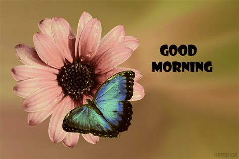 120 Good Morning Images Hd Butterfly Morning Wishes Quotes