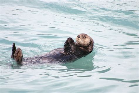 Otter Alaska Floating Free Photo On Pixabay