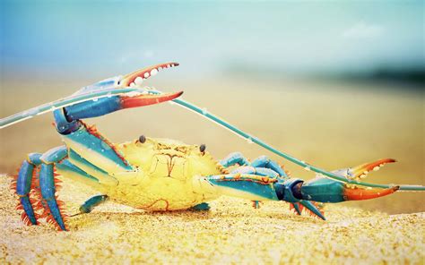 Colorful Food Nature Crabs Seafood Sea Life Macro Photography