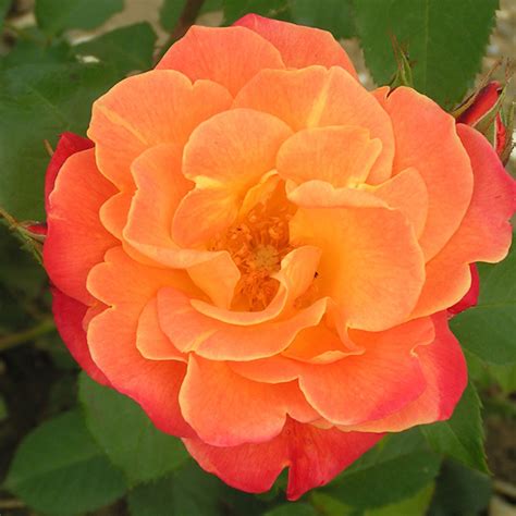 Westerland Shrub Rose Quality Roses Direct From Grower
