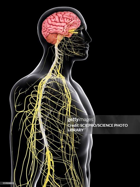 Human Brain And Spinal Cord Illustration High Res Vector Graphic