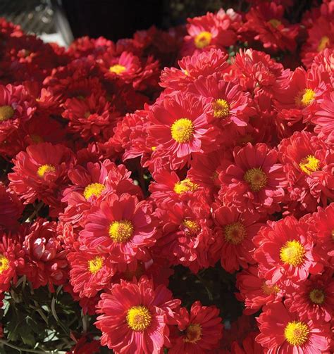 A stream is considered temporary if surface flow ceases during dry periods. Perennial Mums vs. Annual Mums | Knowledgebase | Johnson's ...