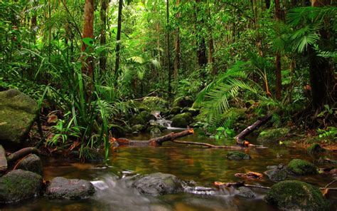 Tropical Rainforest Hd Wallpapers Top Free Tropical Rainforest Hd