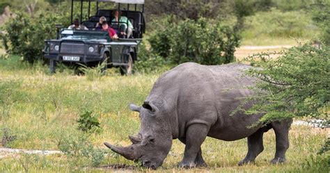 Botswana Big Five Safari Moremi Game Reserve
