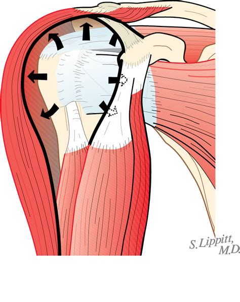 Structure And Function Of The Rotator Cuff Musculoskeletal Key