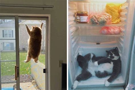 50 Cats Acting So Weird People Just Had To Take A Pic As Shared On