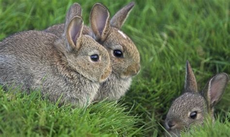 Как видят и какие глаза бывают у кроликов особенности зрения днём и в