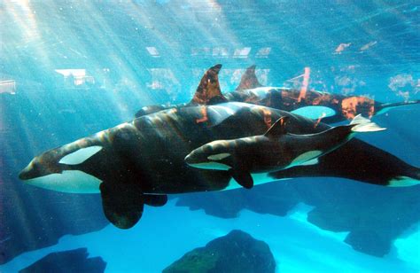 Seaworld Is Ending Its Killer Whale Show Fortune
