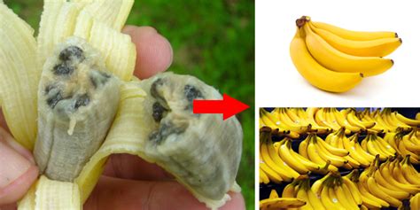 All The Bananas We Eat Today Are Genetically Modified From One Single