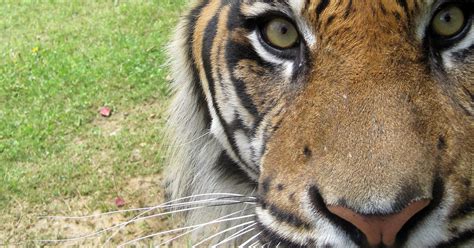 Jackson Zoo Sumatran Tiger Dies While On Loan To Atlanta Zoo
