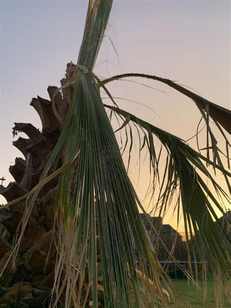 Is My Washingtonia Dying Discussing Palm Trees Worldwide Palmtalk