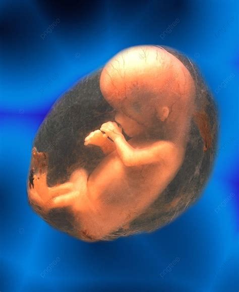Unborn Human Fetus Foetus Baby Photo Background And Picture For Free