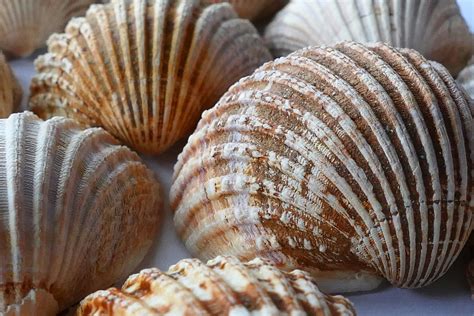 Meer Schale Muschel · Kostenloses Foto Auf Pixabay