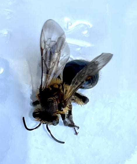 Ground Dwelling Bee Andrena Dunningi Bugguidenet