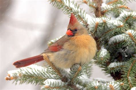 15 Simply Stunning Photos Of Northern Cardinals Birds And Blooms