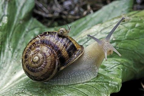 Meet The Terrestrial Snail
