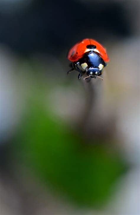 Size By Yasin Mortaş 500px Ladybird Ladybug Lady Bird