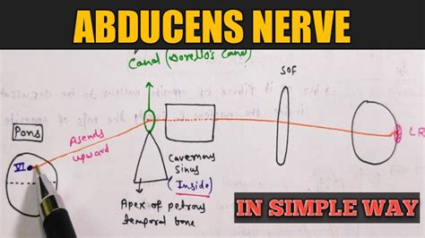 Abducens Nerve Cranial Nerve Anatomy Youtube