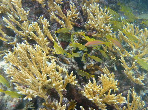 Staghorn Coral Studies Show Promise For Global Warmingresistant Reefs