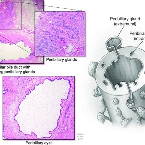 A Schematic Representation Of Peribiliary Glands And Histology B