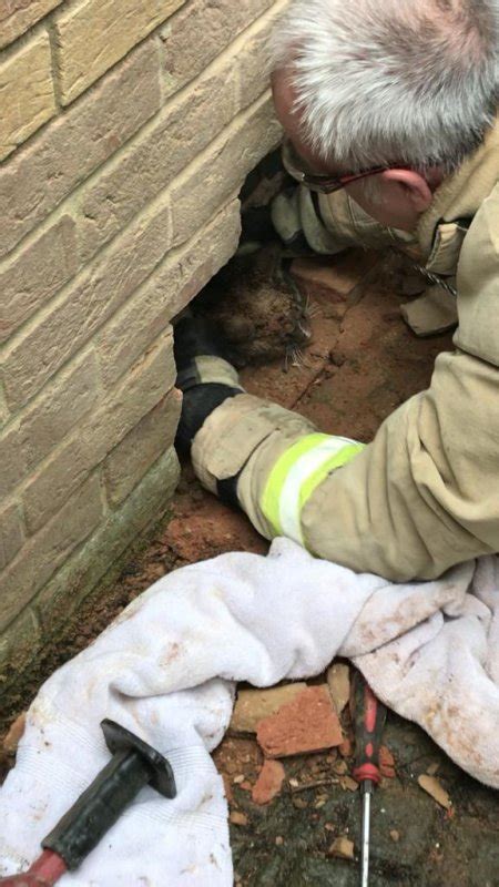 Look Cat Rescued After Getting Trapped Between Walls