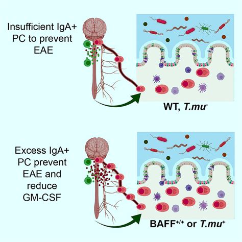 Multiple sclerosis (ms) is the most common disabling neurological disease of young adults with symptom onset generally occurring between the ages of 20 to 40 years. Gut-Derived Immune Cells Reduce Brain Inflammation in Multiple Sclerosis | Medicine | Sci-News.com
