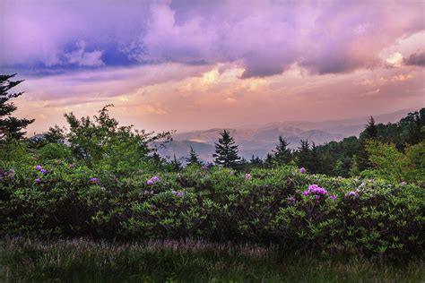 Roan Mountain Rhododendrons Photograph By Carol Mellema Pixels