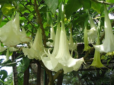 10 Most Poisonous Plant That You Need To Stay Away From