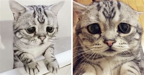 Meet Luhu The Adorable Cat With A Sad Face The Internet Is Falling In
