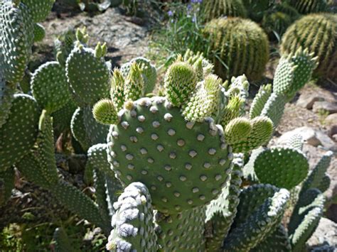 The shape of the pads will tell you this. Opuntia microdasys, bunny-ears prickly pear