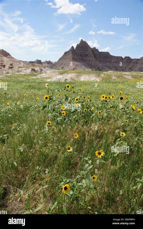 Wild Flowers In Badlands National Park In South Dakota Stock Photo Alamy