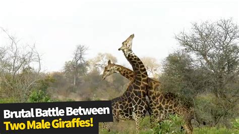 Male Giraffe Makes Remarkable Recovery After Being Brutally Knocked Out