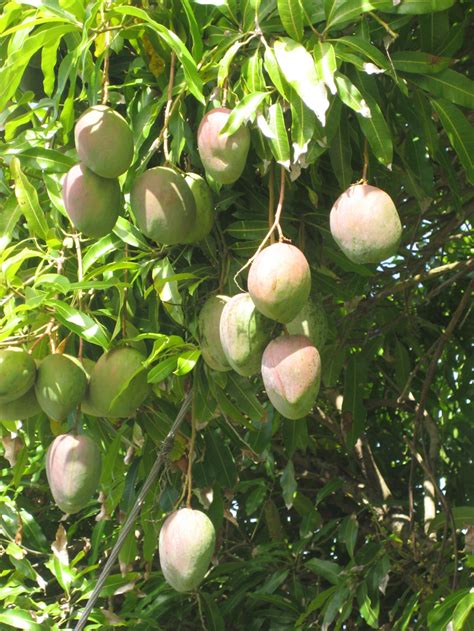 Outline images of mango fruit wallpaper. Caribbean Fruit & Vegetables | Tan Rosie