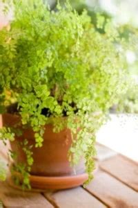 All of my christmas cactus are grown in soil. No Green Thumb? Tips For Houseplants