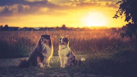 1920x1080 Australian Shepherd Full Screen Wallpaper Hd Coolwallpapersme