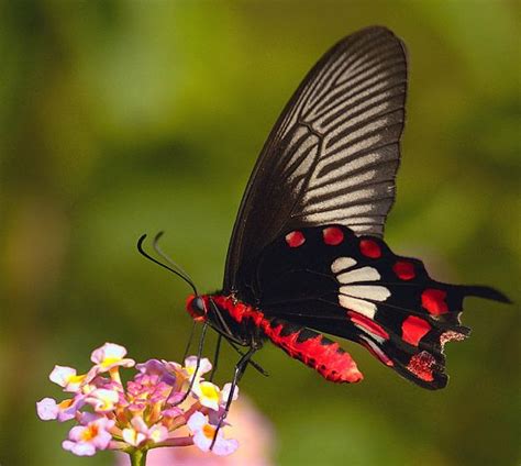 Top 25 Ideas About Butterflies Rose Pachliopta Crimson