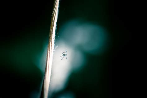 Spider In The Spotlight Nikon D600 Nikon D600 Tamron Sp Flickr
