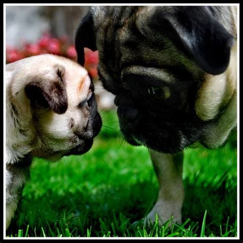 Pin By Emily Lyons On Pugs Animals Friends Cute Animals Pug Puppies