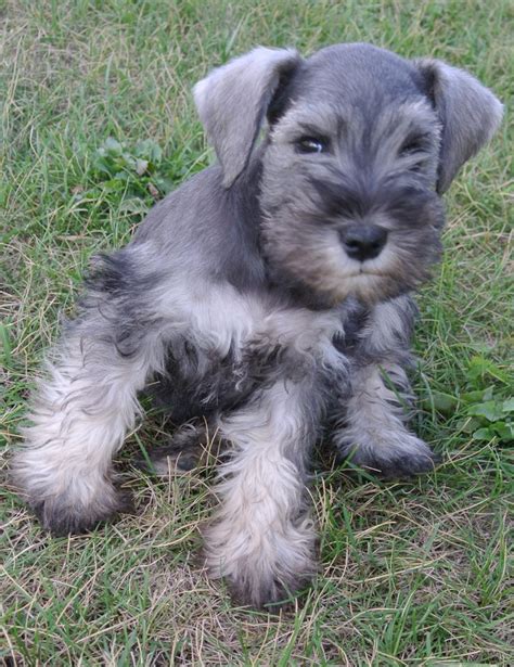 Socialization training imparted to the standard schnauzer puppies would help them get over their anxiety towards strangers. How to Care for Schnauzer Dogs the Perfect Way