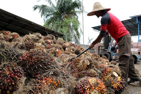 Moderate Recovery Seen For Malaysias Palm Oil Exports In 2021 — Mpoc