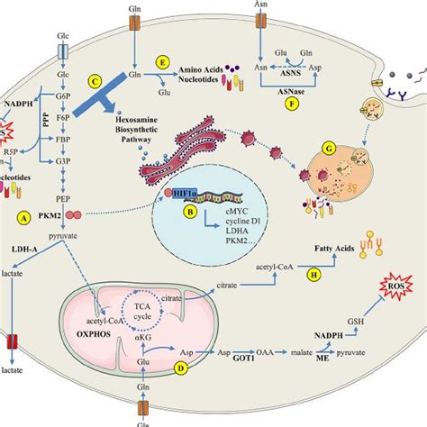 Pdf Targeting Cancer Cell Metabolism In Pancreatic Adenocarcinoma