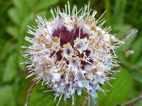 Photographs Of Mentha Aquatica Uk Wildflowers Spherical Cluster