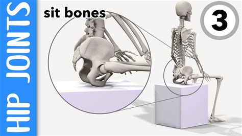 Where Are Your Hip Joints And Sit Bones Explained Youtube